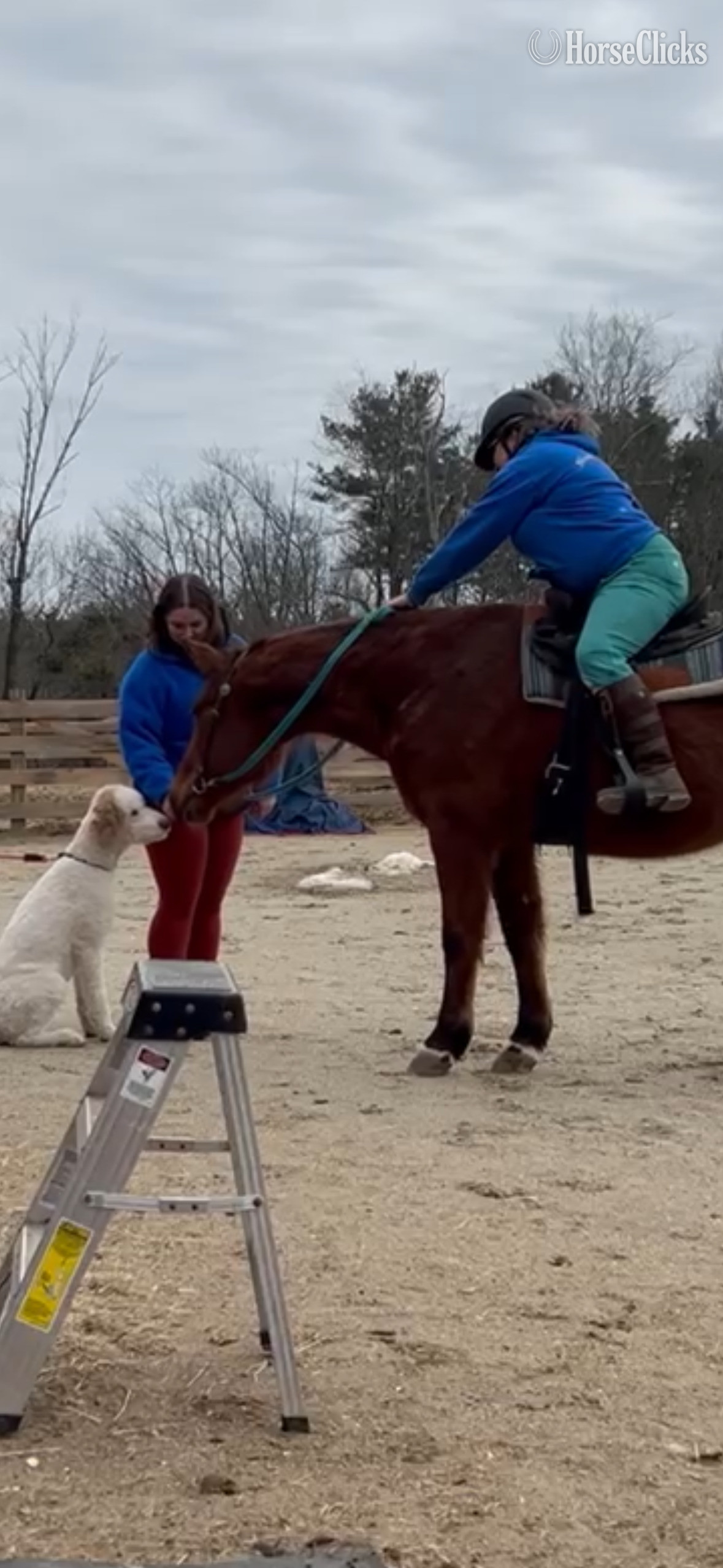 "Morgan" Bay Mare Quarter Horse in Massachusetts