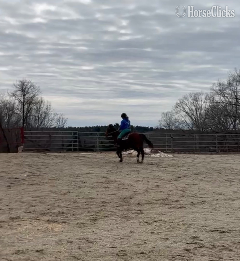 "Morgan" Bay Mare Quarter Horse