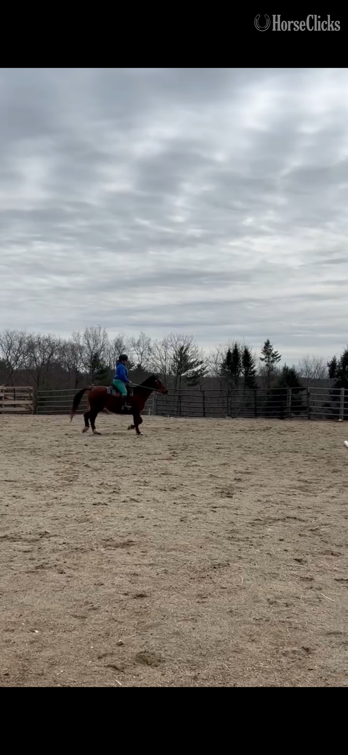 Massachusetts "Morgan" Bay Mare Quarter Horse