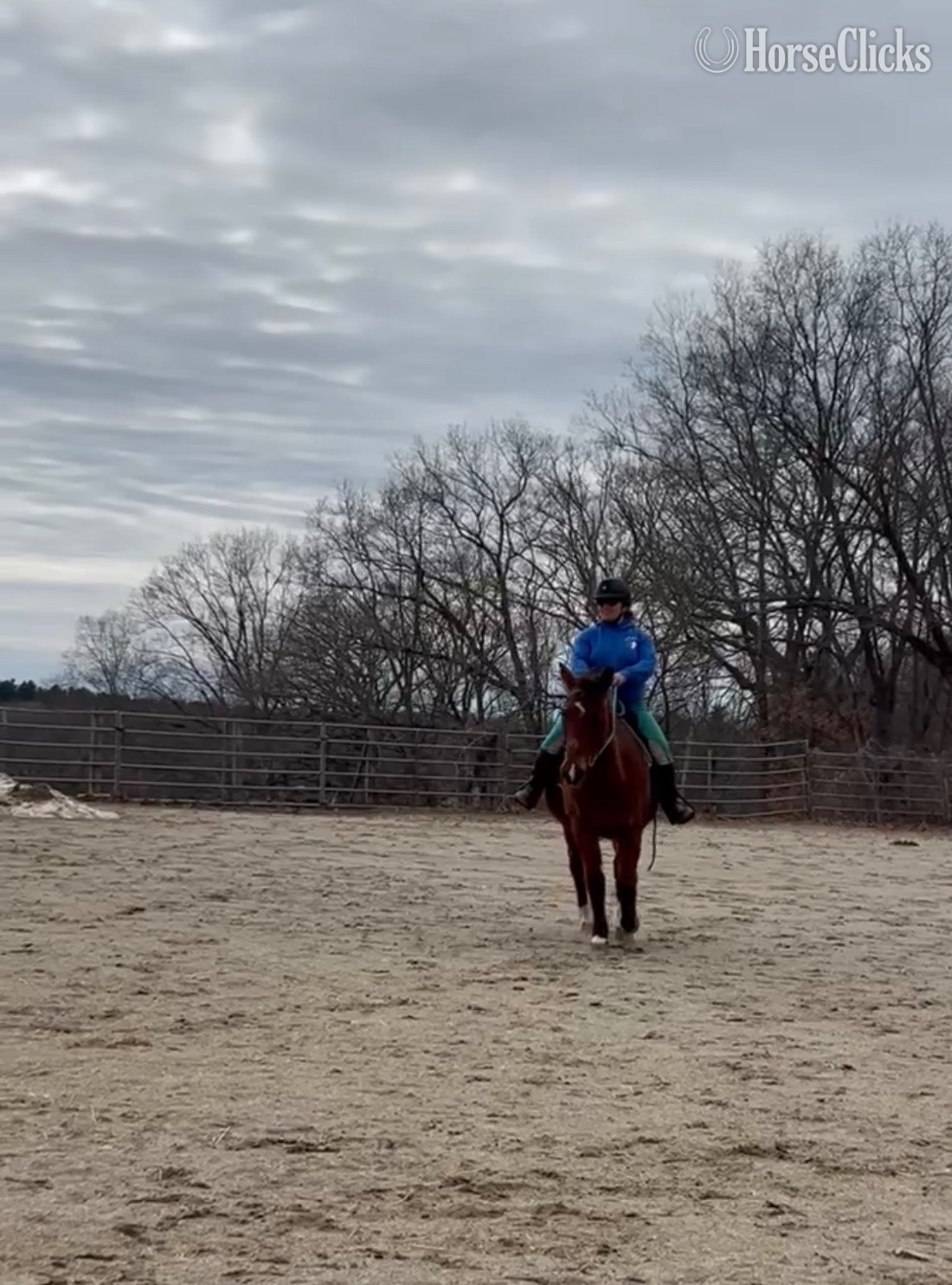 "Morgan" Bay Mare Quarter Horse - Quarter Horse in Massachusetts