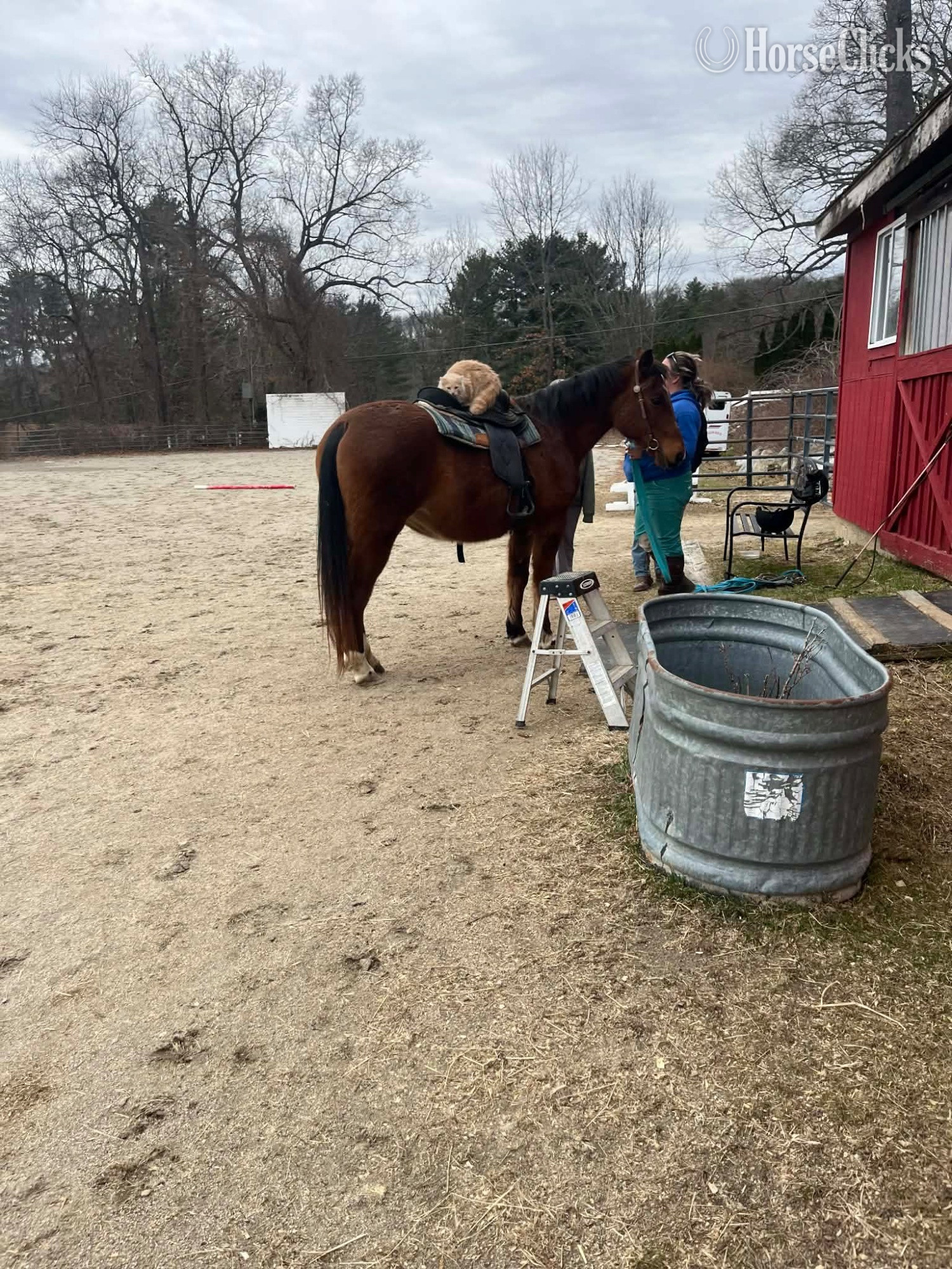 "Morgan" Bay Mare Quarter Horse - Quarter Horse