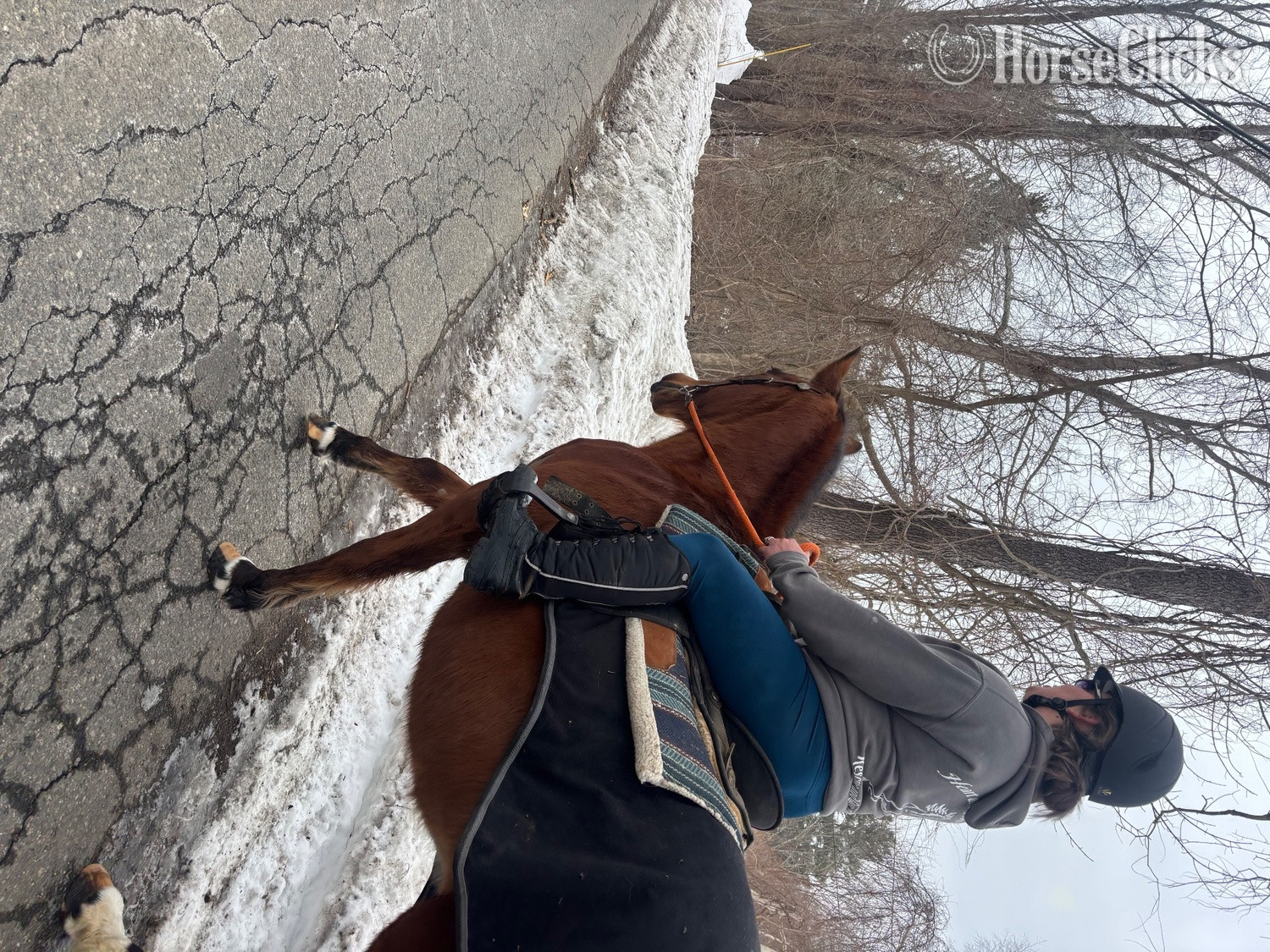 "Morgan" Bay Mare Quarter Horse Massachusetts
