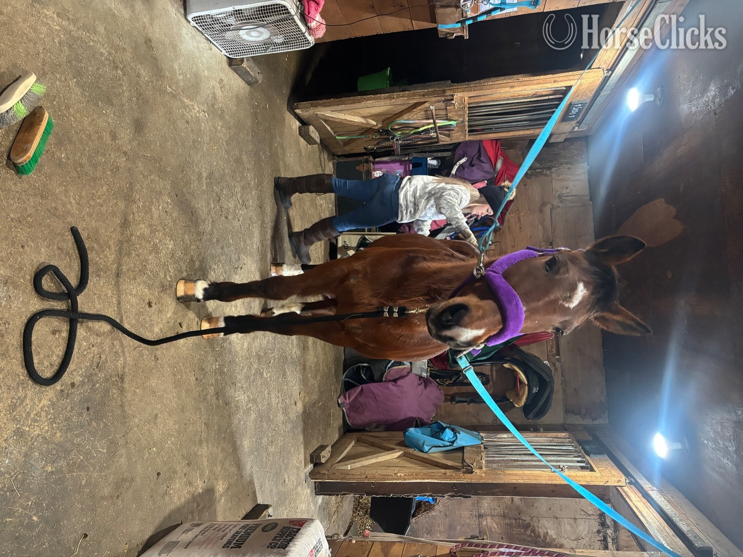 Quarter Horse - "Morgan" Bay Mare Quarter Horse in Massachusetts