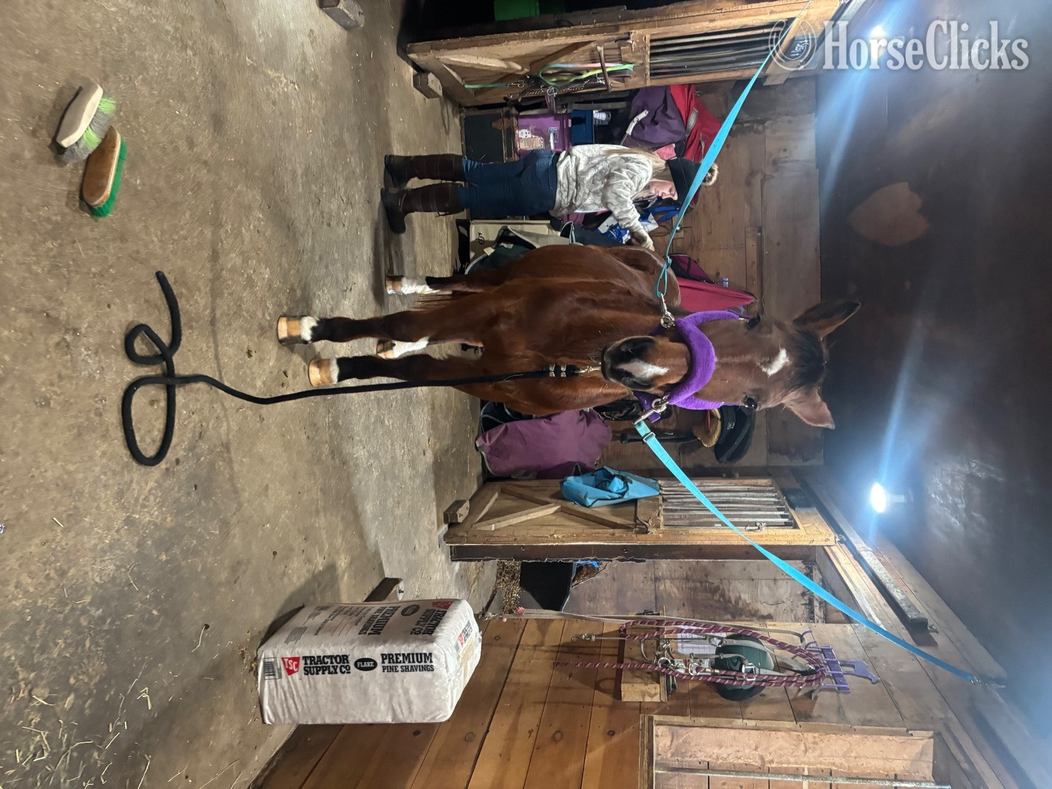 Quarter Horse - "Morgan" Bay Mare Quarter Horse