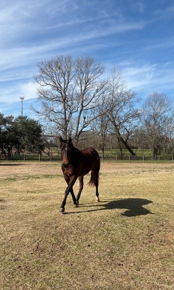 "BOOTS" Bay Gelding Quarter Horse