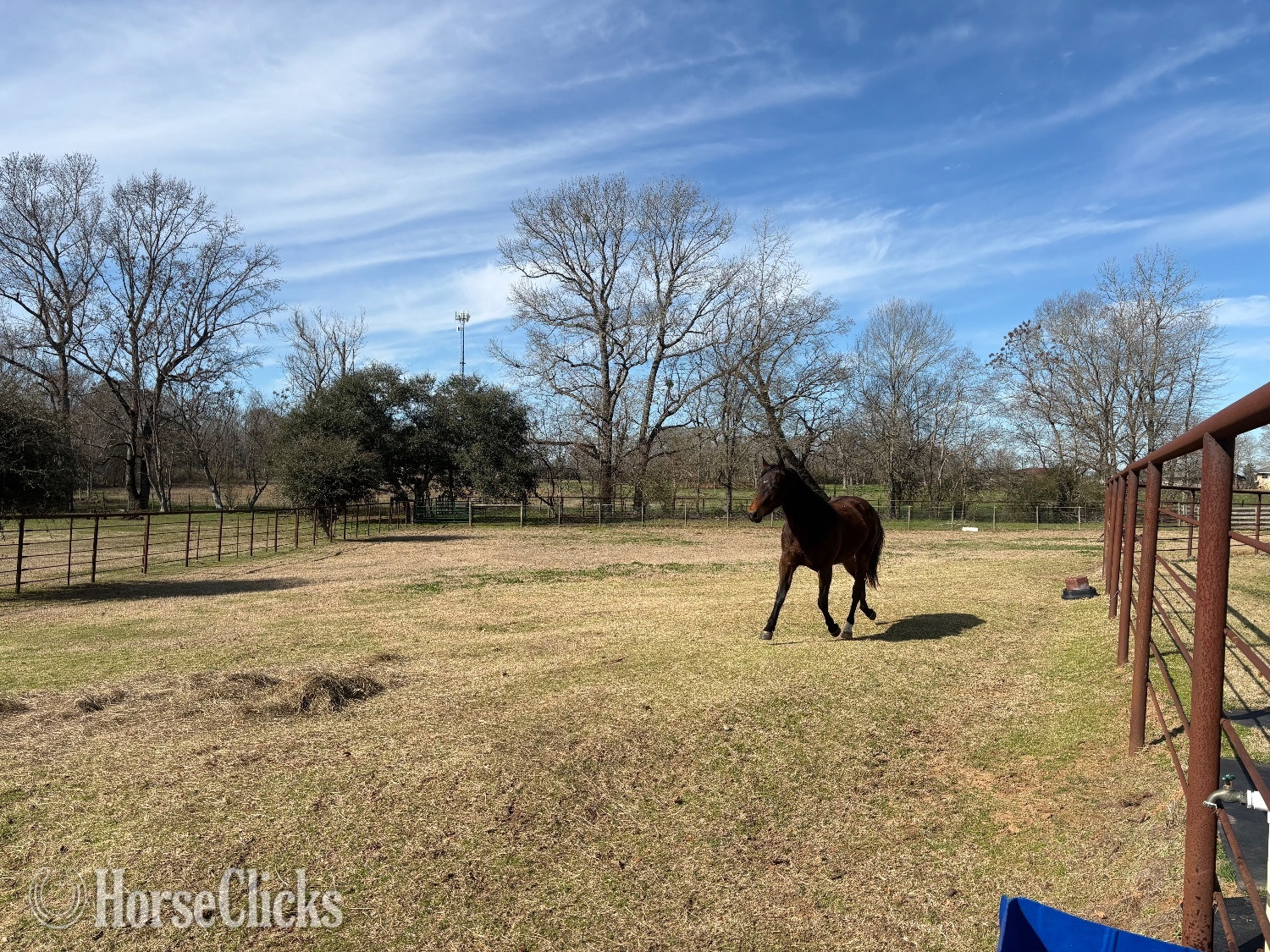 "BOOTS" Bay Gelding Quarter Horse