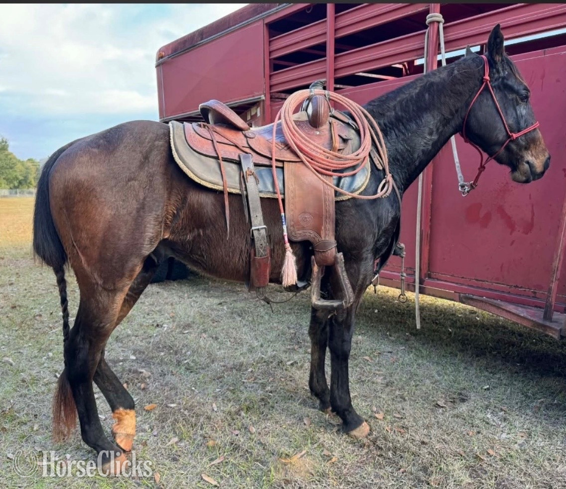 Alabama "BOOTS" Bay Gelding Quarter Horse