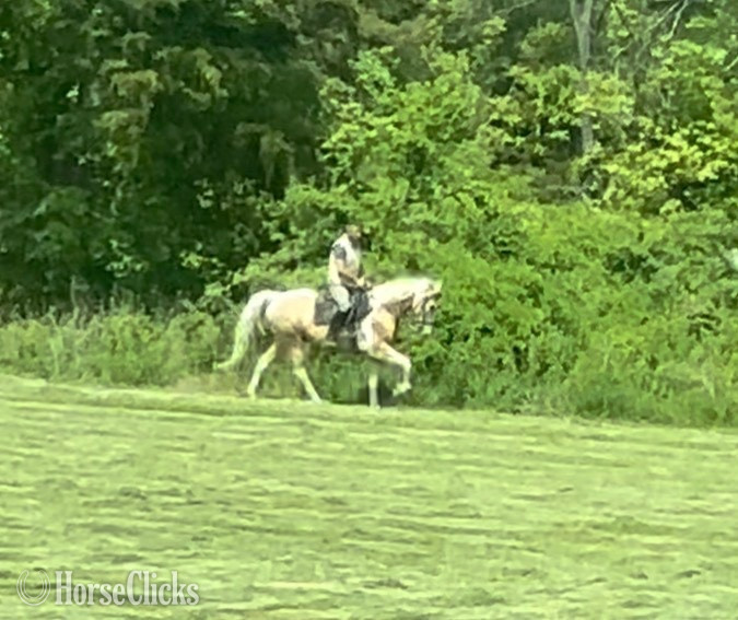 "My Golden Romeo" Champagne Gelding Tennessee Walker in New Jersey