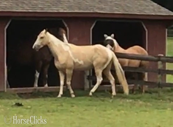 "My Golden Romeo" Champagne Gelding Tennessee Walker