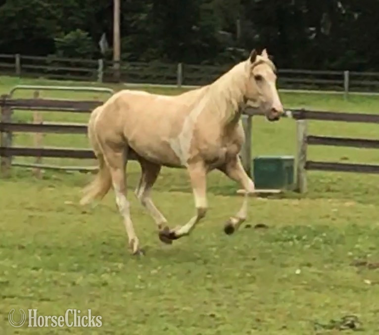 New Jersey "My Golden Romeo" Champagne Gelding Tennessee Walker