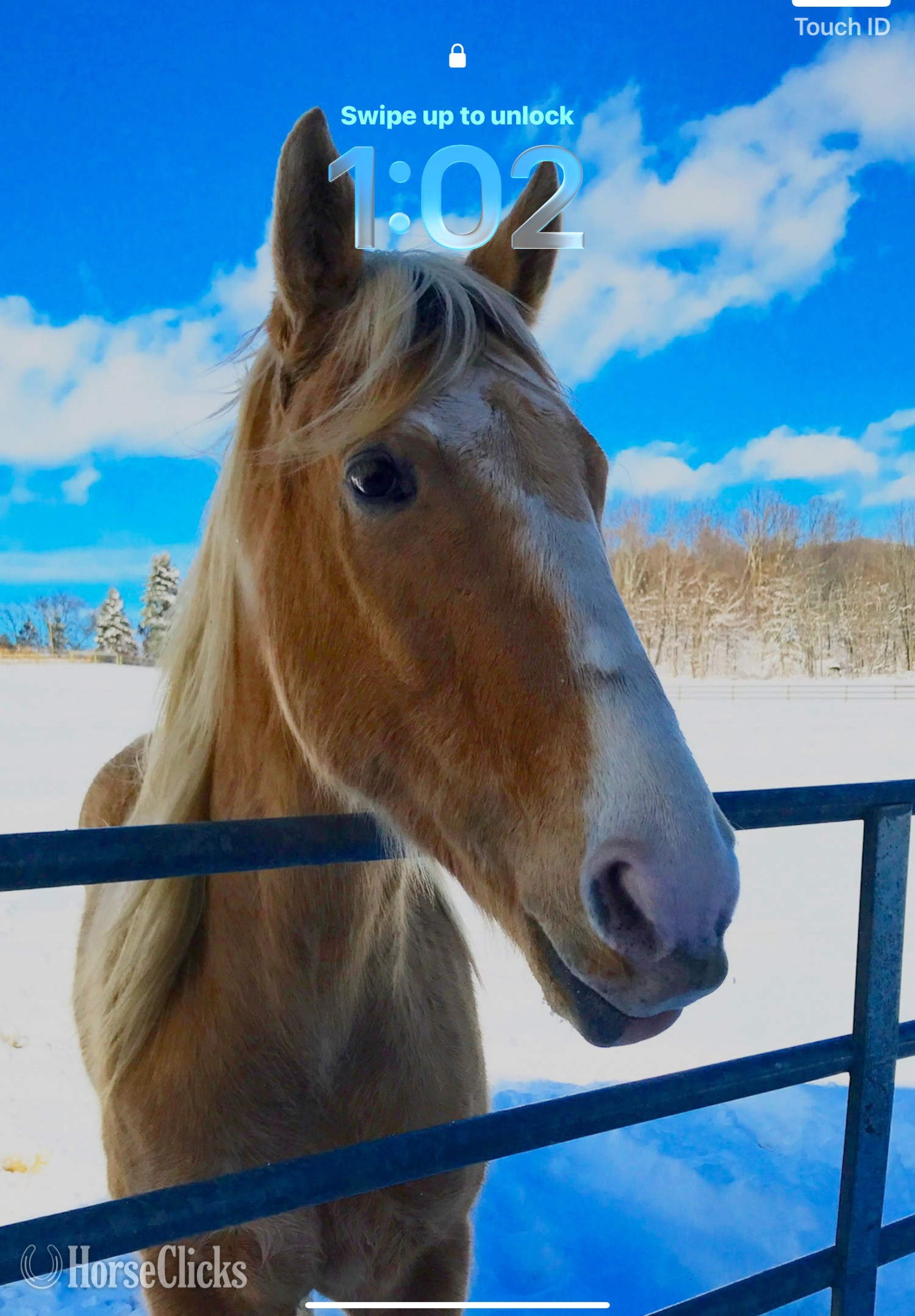 "My Golden Romeo" Champagne Gelding Tennessee Walker - Tennessee Walker in New Jersey