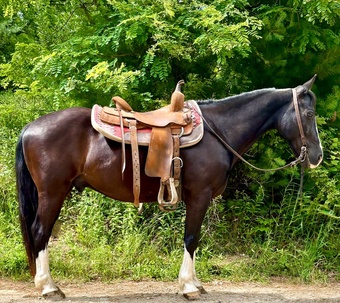 "Ranger" Black Gelding Quarter Horse