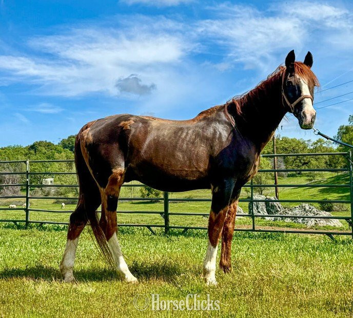 "TEDDY" Chestnut Gelding Arabian in California