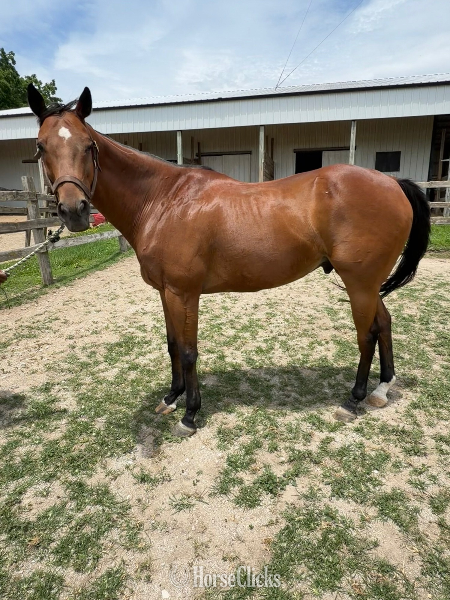 "McHenry" Bay Gelding Thoroughbred in Illinois
