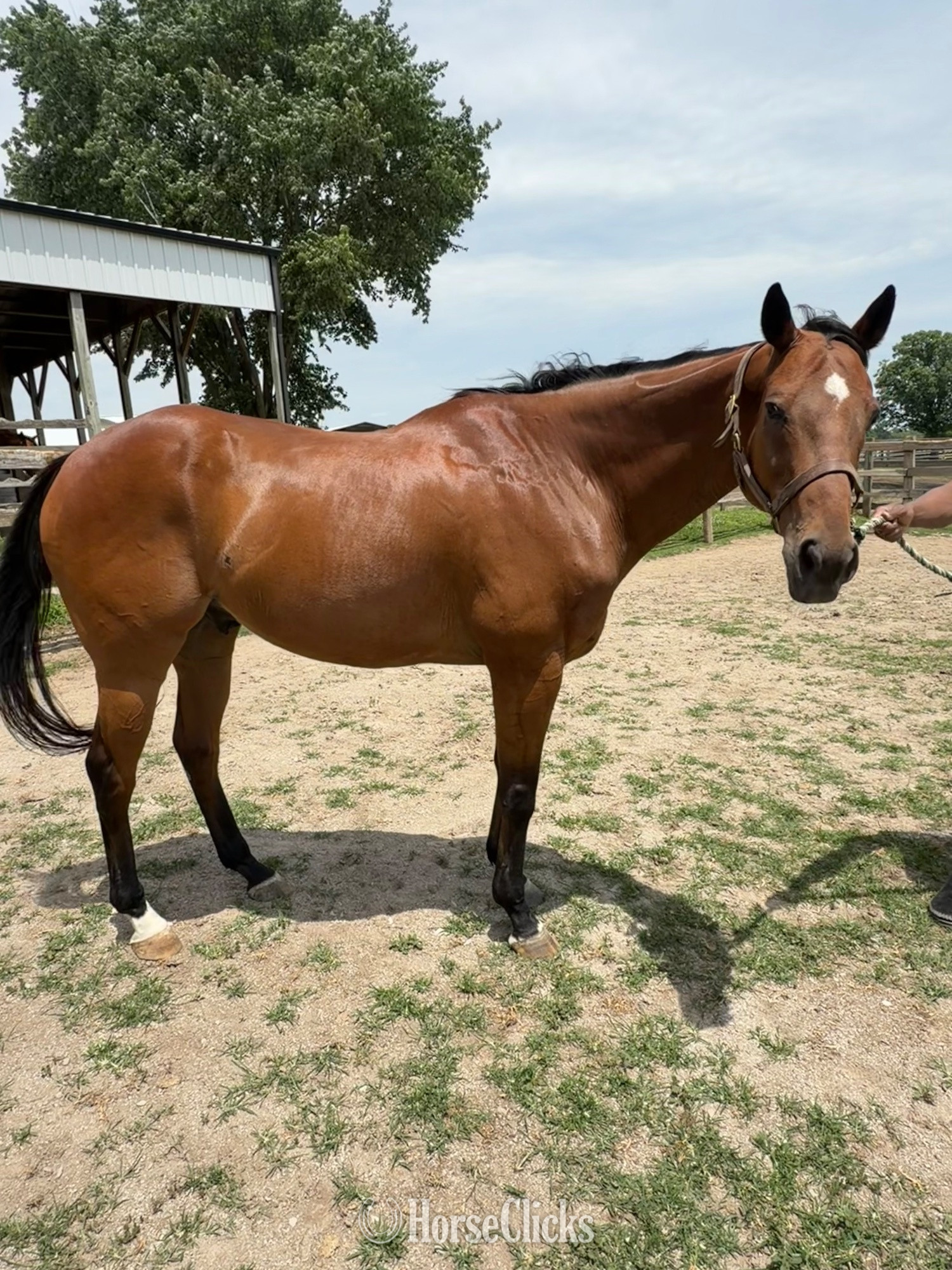 "McHenry" Bay Gelding Thoroughbred