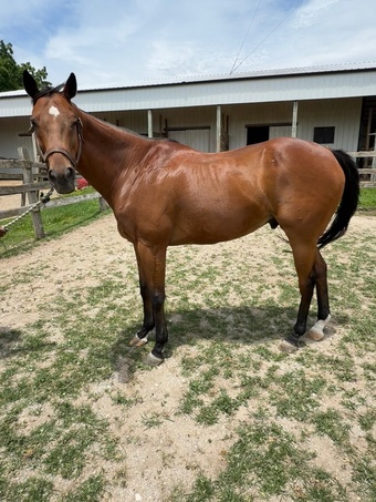"McHenry" Bay Gelding Thoroughbred