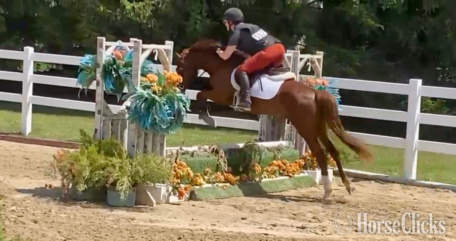 "Hiccup" Chestnut Mare Pony in Illinois