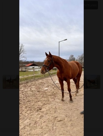 "Hayden" Gelding Mustang