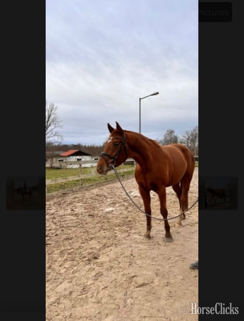"Hayden"  Gelding Mustang in South Carolina