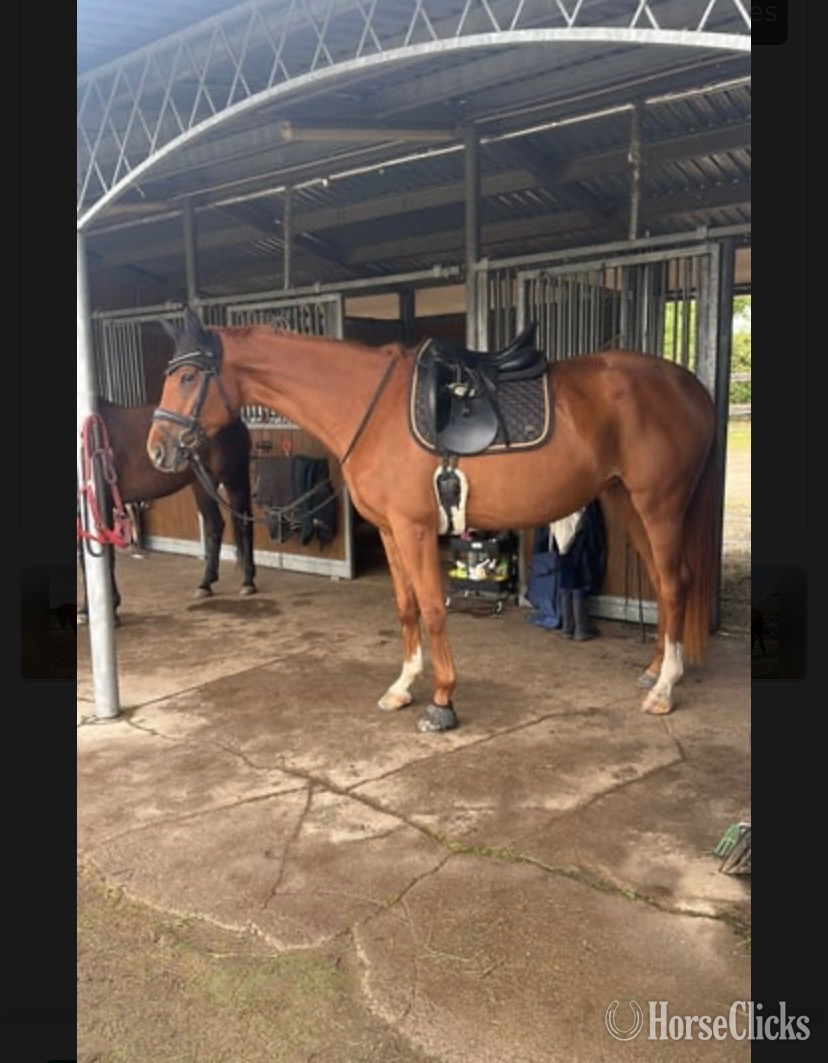 "Hayden"  Gelding Mustang