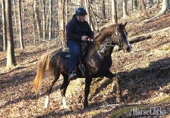 "Deweese Farm's Peter Pan " Chocolate Gelding Rocky Mountain