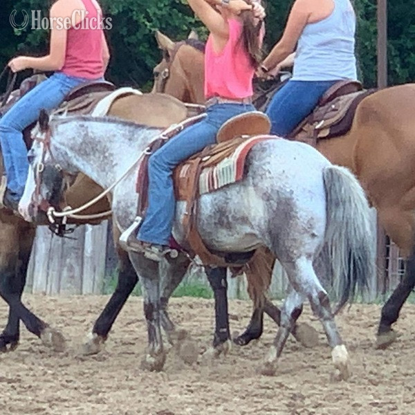 Texas "Neti" Blue Roan Gelding POA