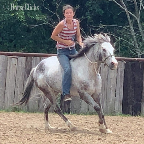 "Neti" Blue Roan Gelding POA in Texas