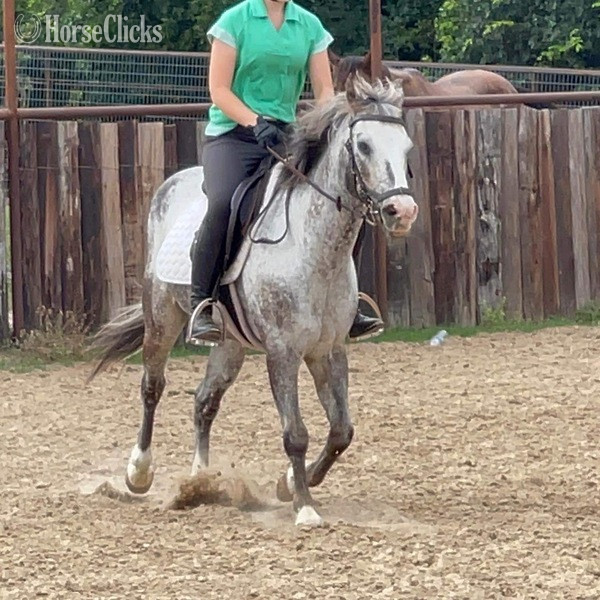 "Neti" Blue Roan Gelding POA - POA in Texas