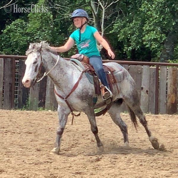 "Neti" Blue Roan Gelding POA - POA