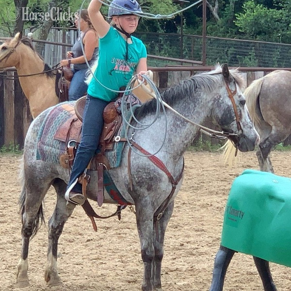 "Neti" Blue Roan Gelding POA Texas