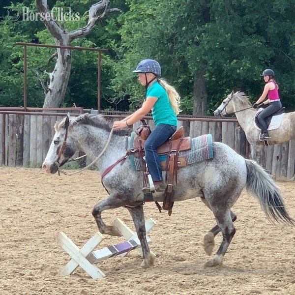 POA - "Neti" Blue Roan Gelding POA in Texas