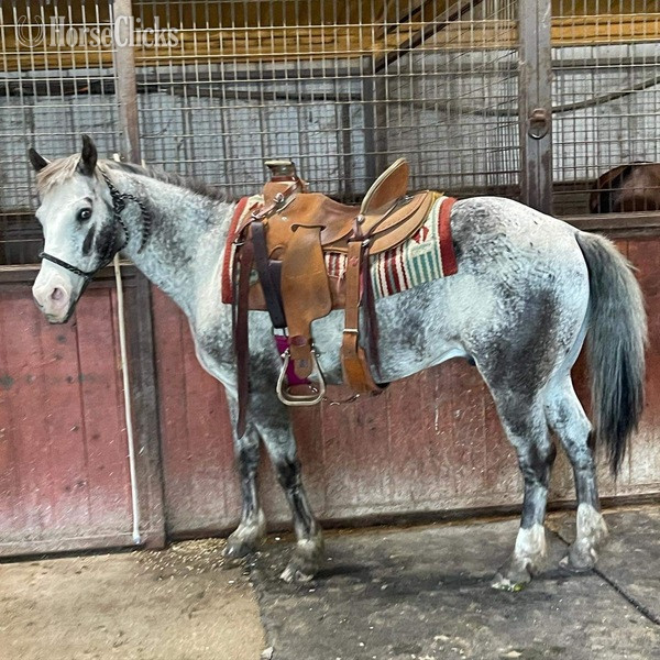 POA - "Neti" Blue Roan Gelding POA