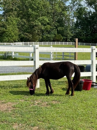 "Coco" Bay Mare Other Breed