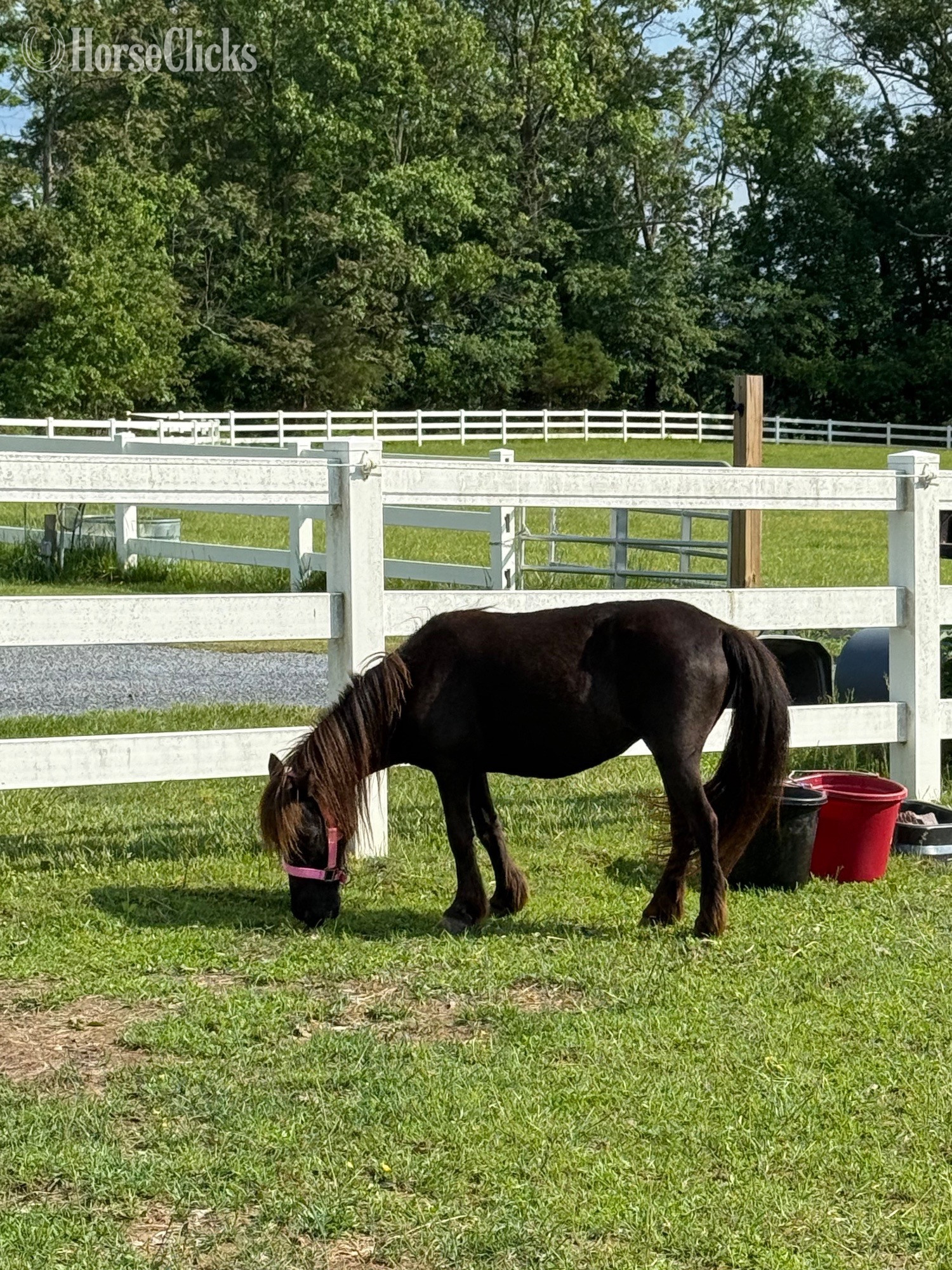 "Coco" Bay Mare Other Breed in Virginia