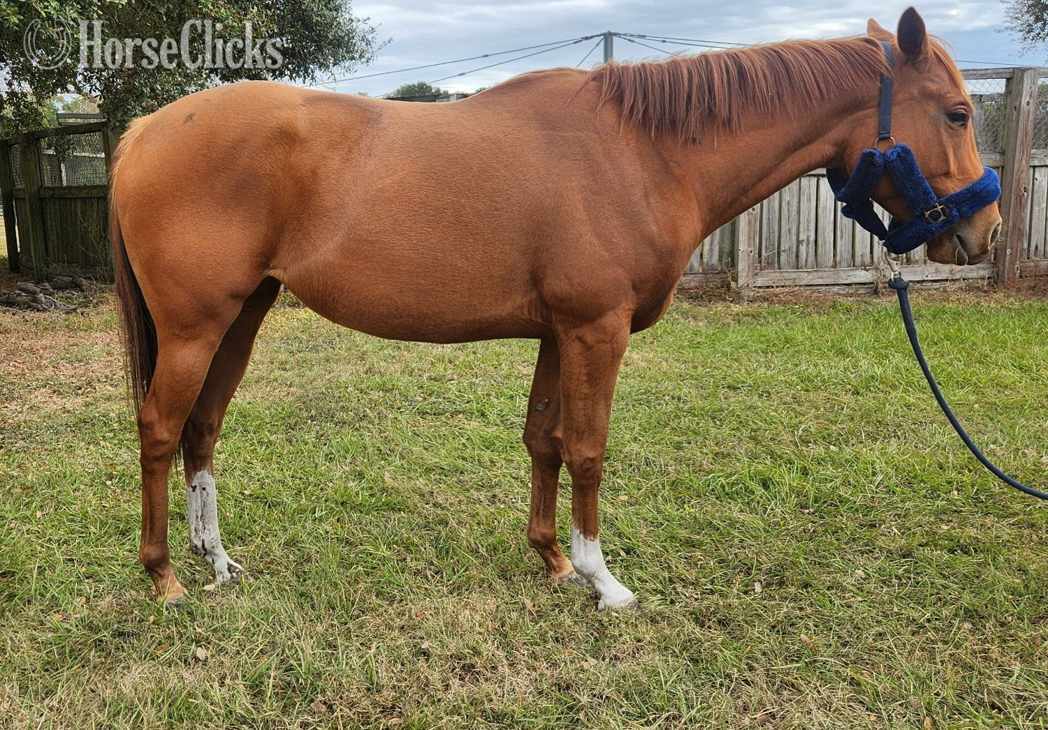 "Ms Twix" Chestnut Mare Thoroughbred in Florida