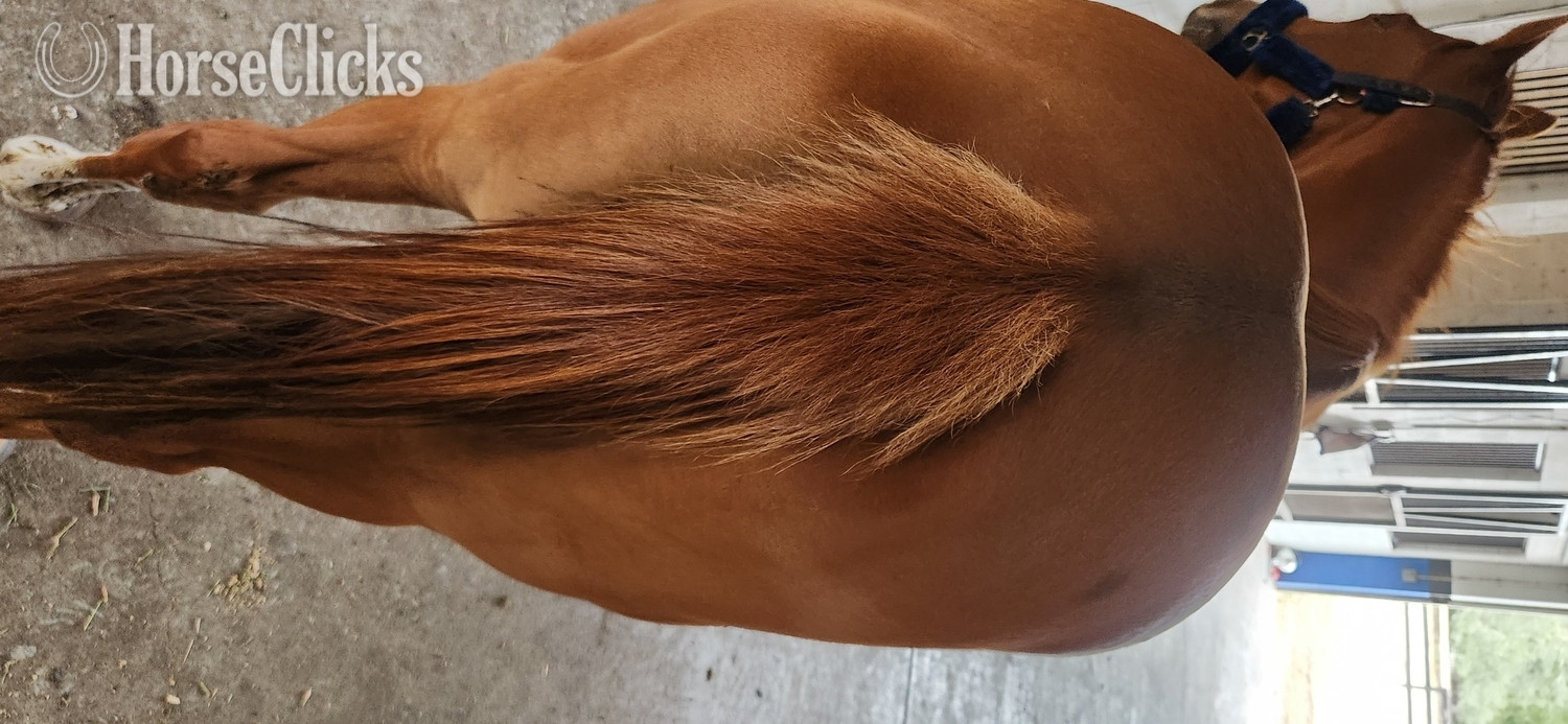 "Ms Twix" Chestnut Mare Thoroughbred