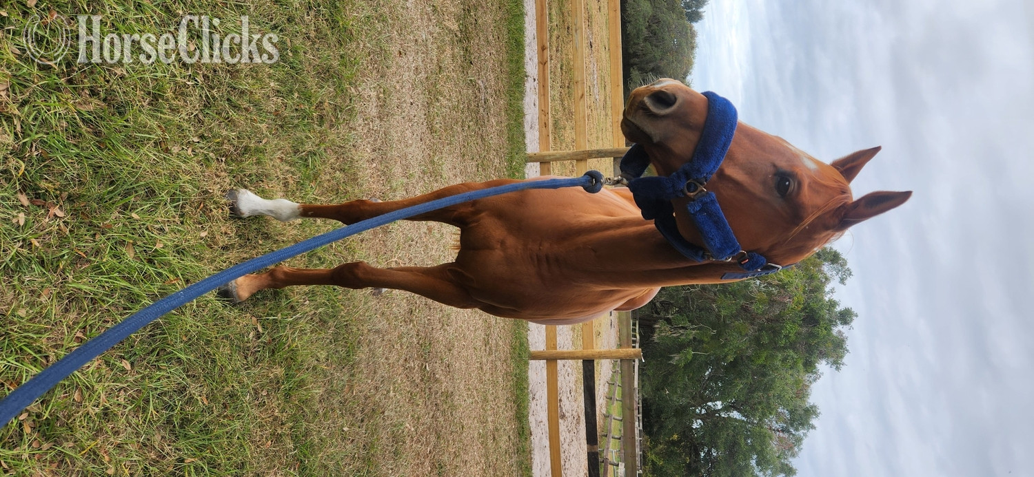 Florida "Ms Twix" Chestnut Mare Thoroughbred