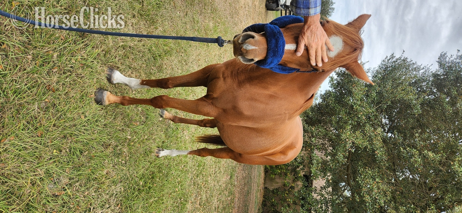 "Ms Twix" Chestnut Mare Thoroughbred - Thoroughbred in Florida