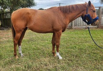 "Ms Twix" Chestnut Mare Thoroughbred
