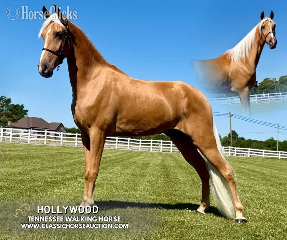 "HOLLYWOOD" Palomino Gelding Tennessee Walker in Tennessee