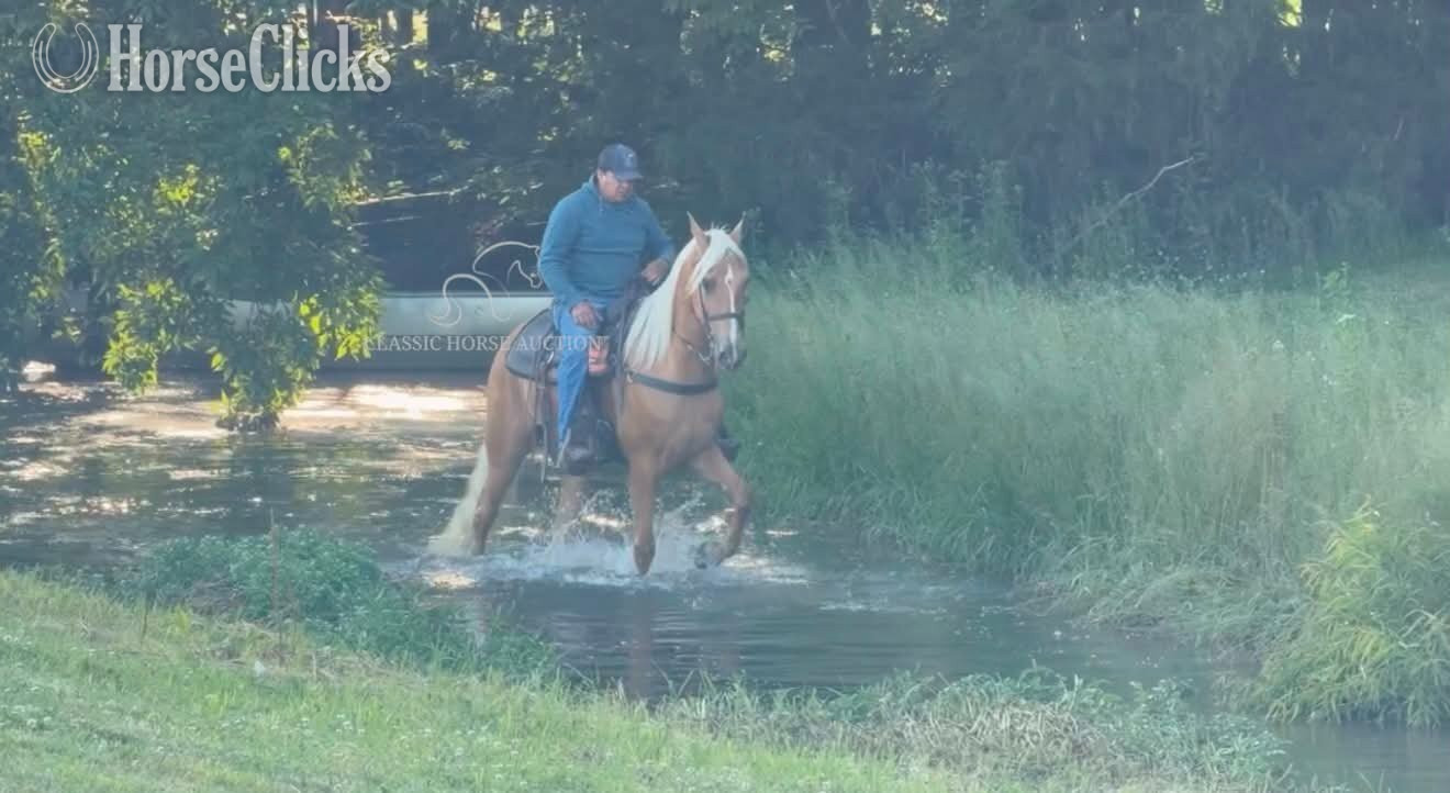 "HOLLYWOOD" Palomino Gelding Tennessee Walker