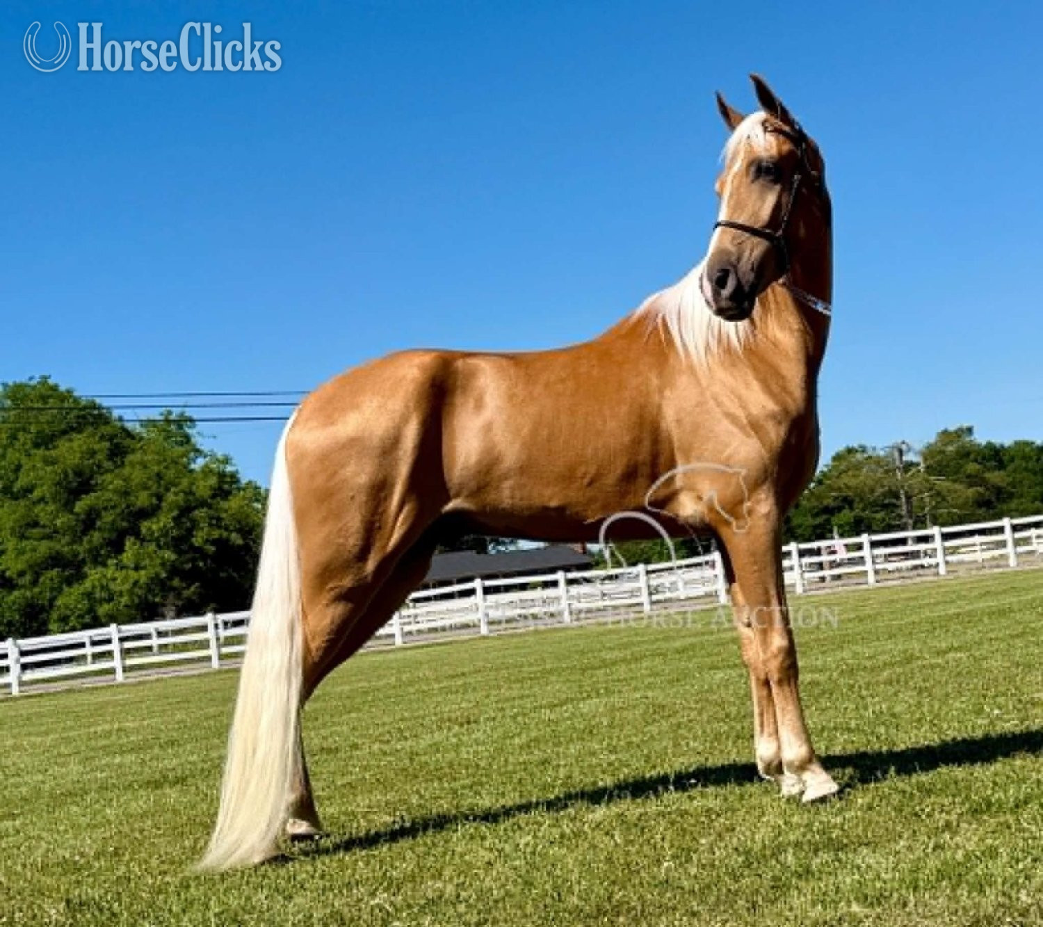 Tennessee "HOLLYWOOD" Palomino Gelding Tennessee Walker