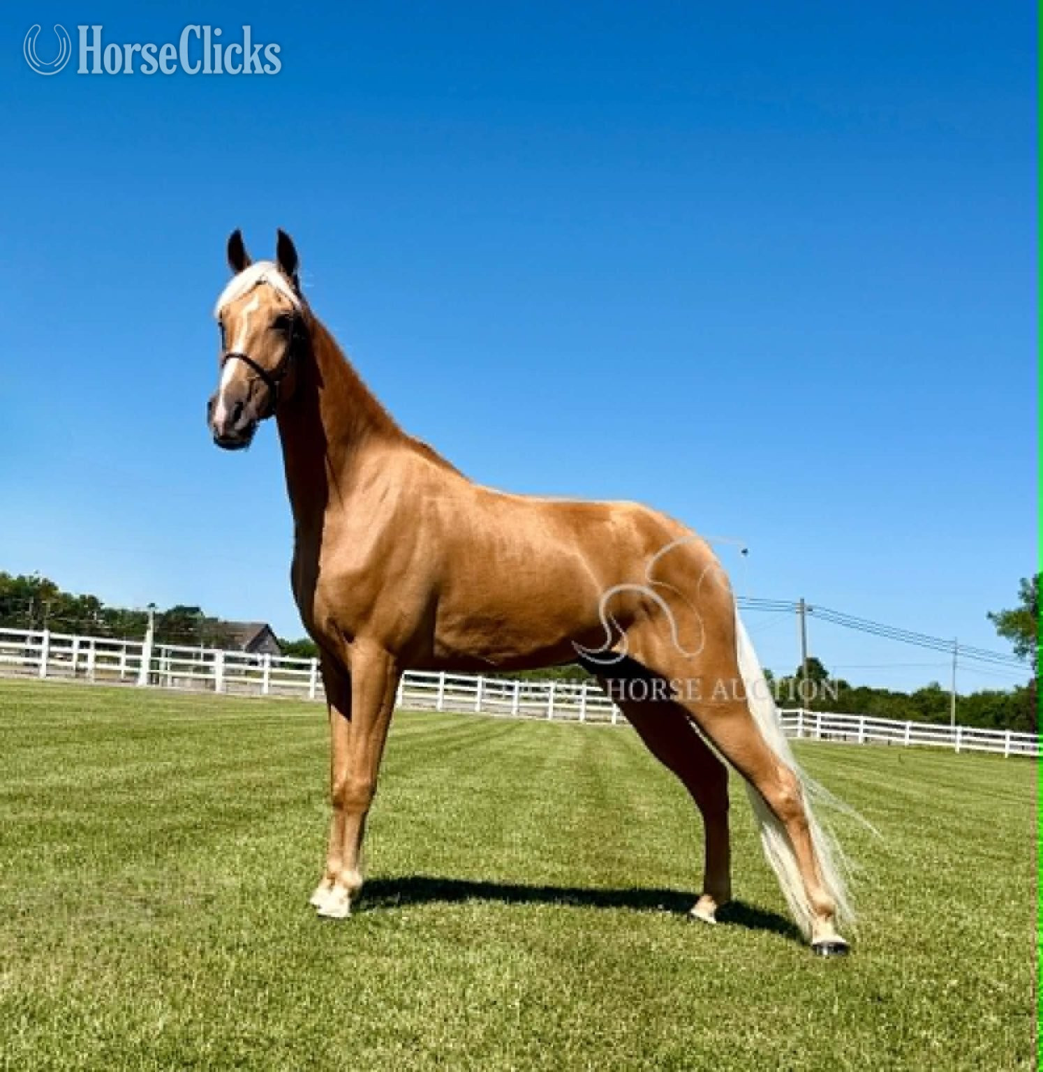 "HOLLYWOOD" Palomino Gelding Tennessee Walker - Tennessee Walker in Tennessee