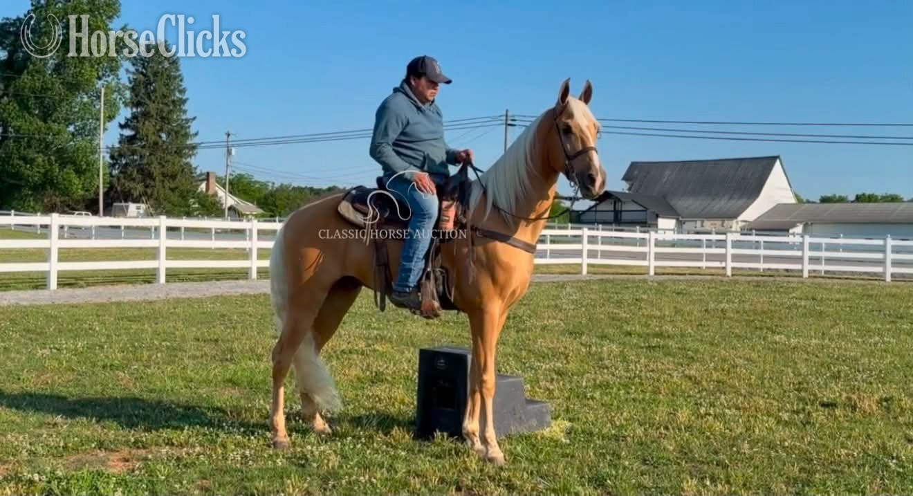 "HOLLYWOOD" Palomino Gelding Tennessee Walker - Tennessee Walker