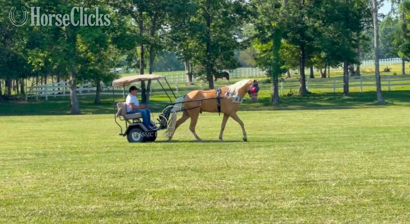 "HOLLYWOOD" Palomino Gelding Tennessee Walker Tennessee