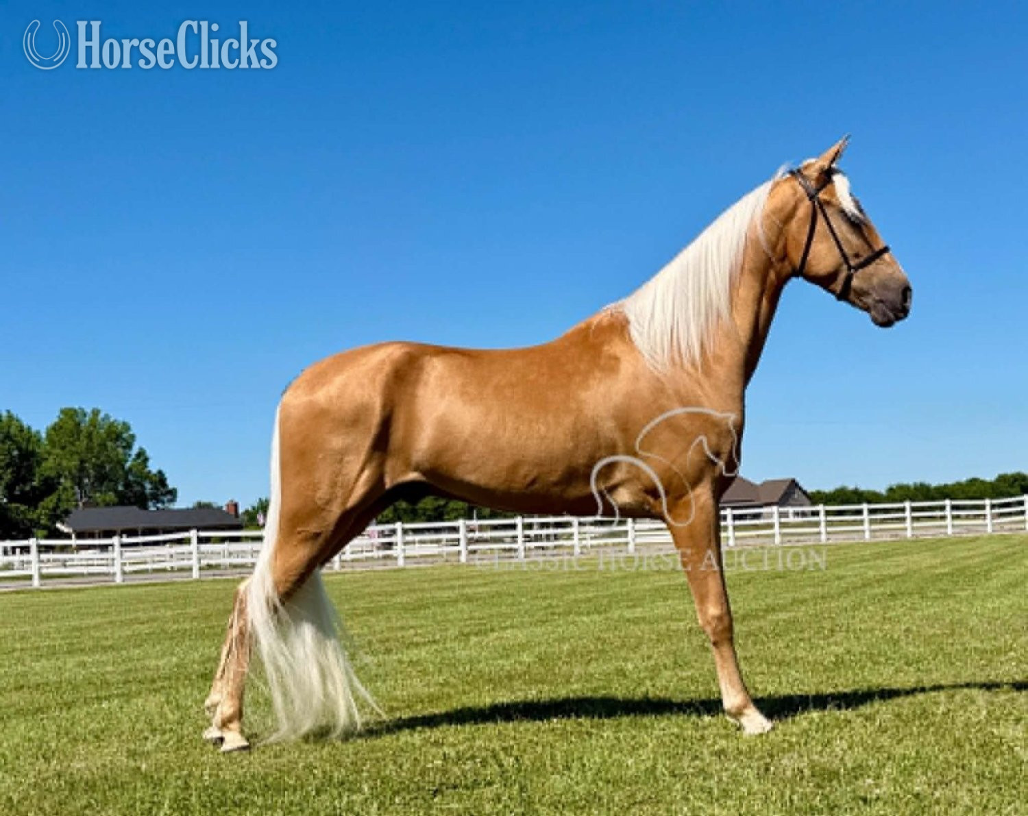 Tennessee Walker - "HOLLYWOOD" Palomino Gelding Tennessee Walker in Tennessee