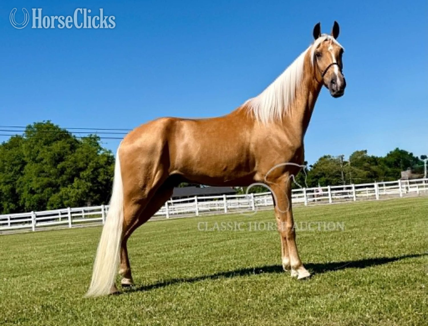 Tennessee Walker - "HOLLYWOOD" Palomino Gelding Tennessee Walker