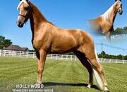 "HOLLYWOOD" Palomino Gelding Tennessee Walker