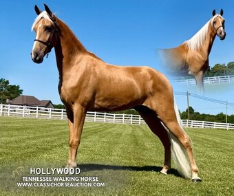 Palomino Horses for Sale | Horse Classifieds | HorseClicks