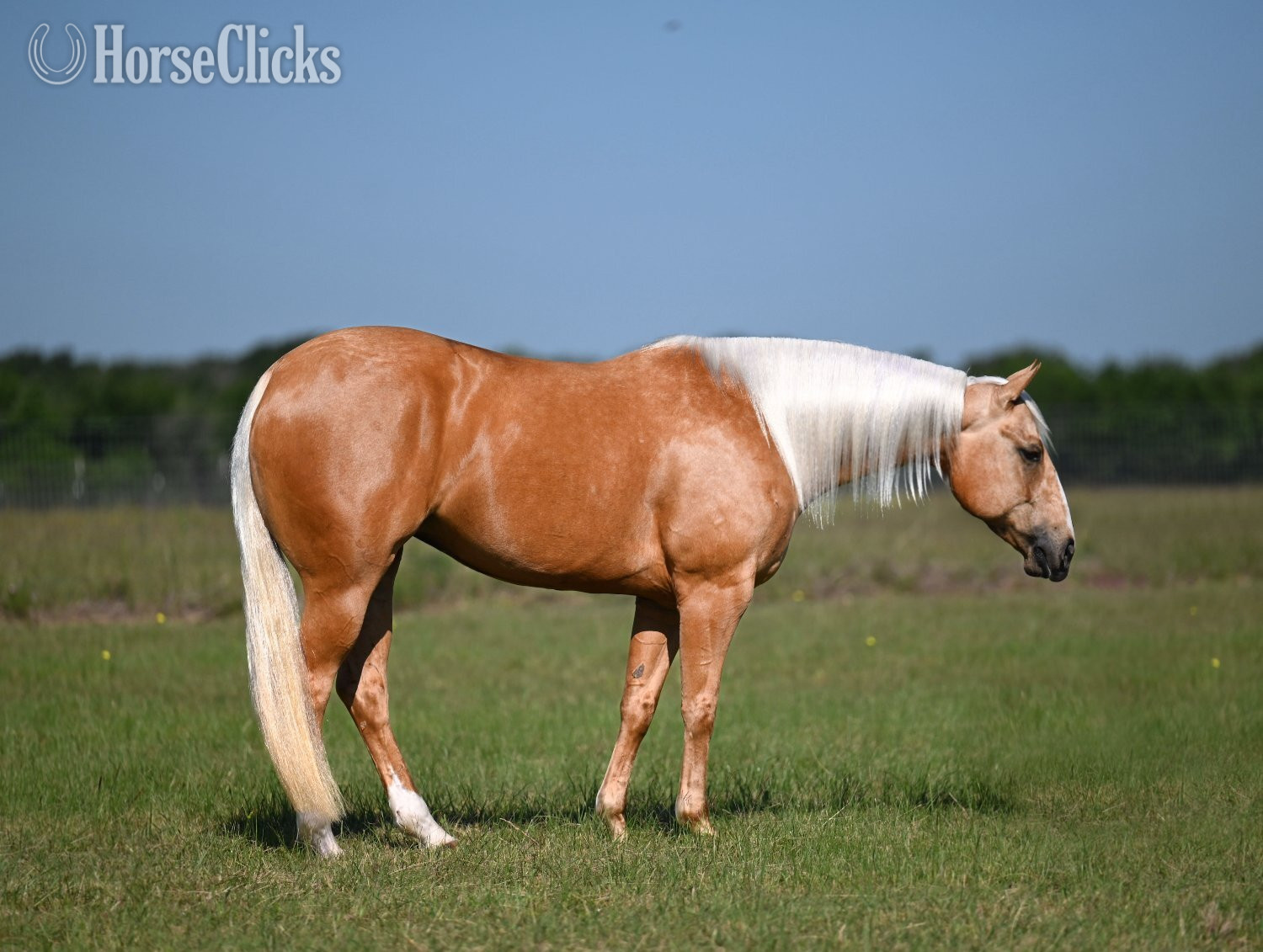"Chexy" Palomino Mare Quarter Horse in Texas